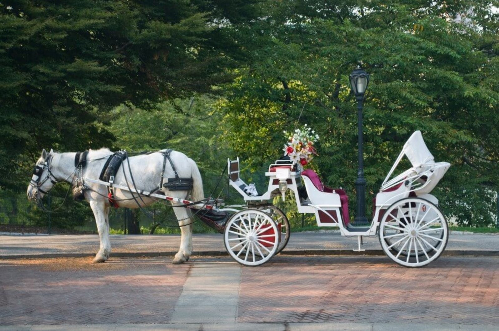 Svadobný koč s bielym koňom