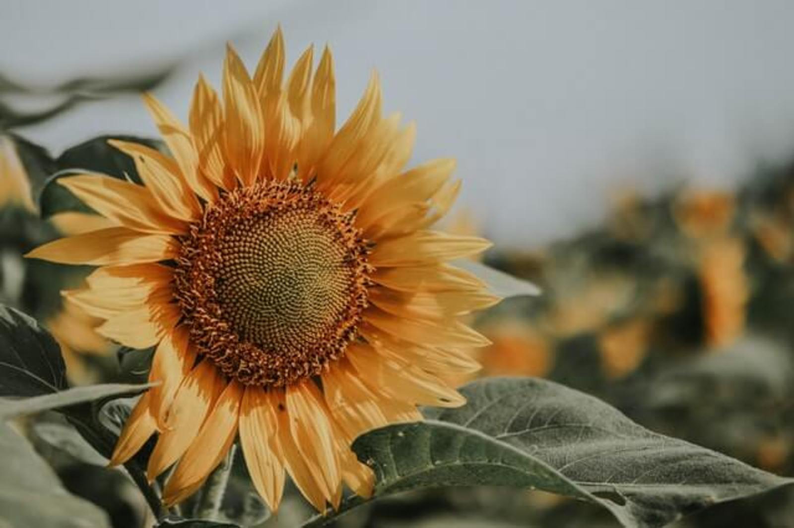 Detail na kvet slnečnice na slnečnicovom poli