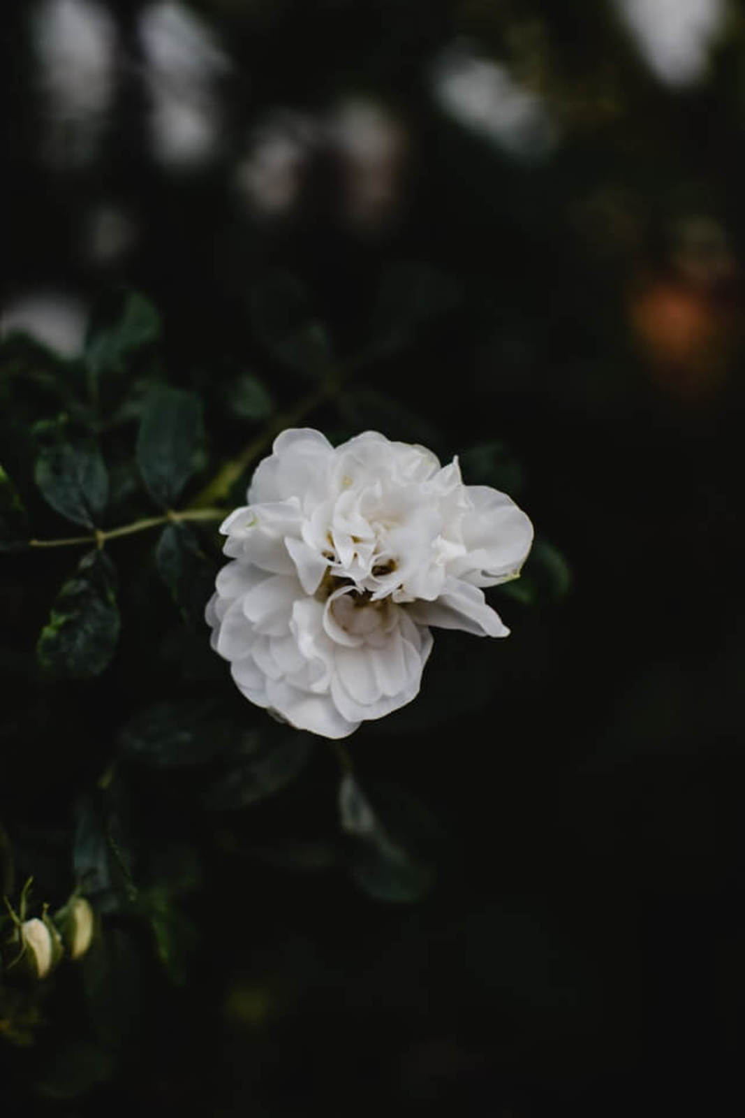 Biely kvet gardénie na tmavom pozadí
